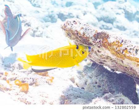 Beautiful angelfish and other fish. Beautiful coral reefs and schools of tropical fish. Kabi Island, Kerama Islands, Shimajiri District, Okinawa Prefecture, Zamami Island 2025 Beautiful angelfish and other fish. Beautiful coral reefs and schools of tropical fish. Kabi Island, Kerama Islands, Shimajiri District, Okinawa Prefecture, Zamami Island 2025 132802559
