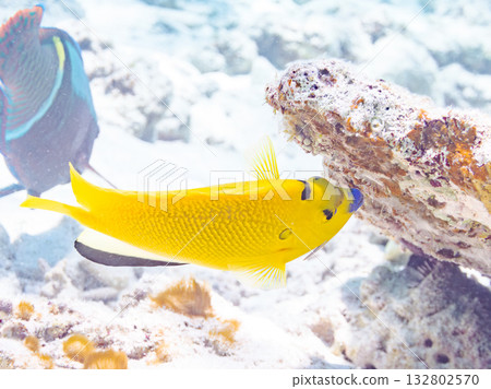Beautiful angelfish and other fish. Beautiful coral reefs and schools of tropical fish. Kabi Island, Kerama Islands, Shimajiri District, Okinawa Prefecture, Zamami Island 2025 132802570