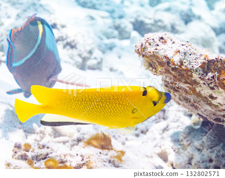 Beautiful angelfish and other fish. Beautiful coral reefs and schools of tropical fish. Kabi Island, Kerama Islands, Shimajiri District, Okinawa Prefecture, Zamami Island 2025 132802571