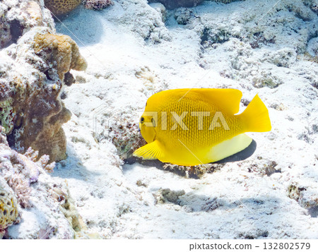 Beautiful angelfish and other fish. Beautiful coral reefs and schools of tropical fish. Kabi Island, Kerama Islands, Shimajiri District, Okinawa Prefecture, Zamami Island 2025 Beautiful angelfish and other fish. Beautiful coral reefs and schools of tropical fish. Kabi Island, Kerama Islands, Shimajiri District, Okinawa Prefecture, Zamami Island 2025 132802579