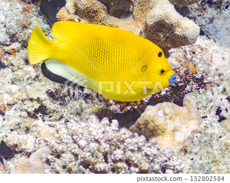 Beautiful angelfish and other fish. Beautiful coral reefs and schools of tropical fish. Kabi Island, Kerama Islands, Shimajiri District, Okinawa Prefecture, Zamami Island 2025 Beautiful angelfish and other fish. Beautiful coral reefs and schools of tropical fish. Kabi Island, Kerama Islands, Shimajiri District, Okinawa Prefecture, Zamami Island 2025 132802584