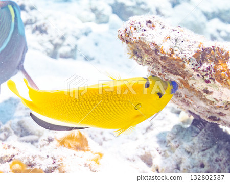 Beautiful angelfish and other fish. Beautiful coral reefs and schools of tropical fish. Kabi Island, Kerama Islands, Shimajiri District, Okinawa Prefecture, Zamami Island 2025 132802587