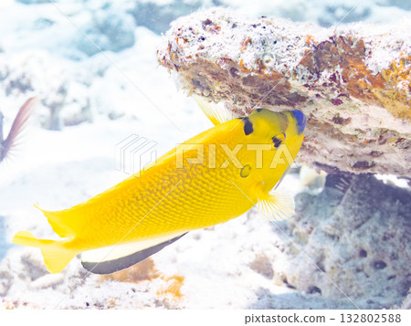 Beautiful angelfish and other fish. Beautiful coral reefs and schools of tropical fish. Kabi Island, Kerama Islands, Shimajiri District, Okinawa Prefecture, Zamami Island 2025 132802588