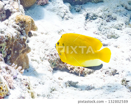 Beautiful angelfish and other fish. Beautiful coral reefs and schools of tropical fish. Kabi Island, Kerama Islands, Shimajiri District, Okinawa Prefecture, Zamami Island 2025 Beautiful angelfish and other fish. Beautiful coral reefs and schools of tropical fish. Kabi Island, Kerama Islands, Shimajiri District, Okinawa Prefecture, Zamami Island 2025 132802589