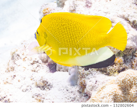 Beautiful angelfish and other fish. Beautiful coral reefs and schools of tropical fish. Kabi Island, Kerama Islands, Shimajiri District, Okinawa Prefecture, Zamami Island 2025 132802604