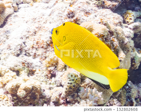 Beautiful angelfish and other fish. Beautiful coral reefs and schools of tropical fish. Kabi Island, Kerama Islands, Shimajiri District, Okinawa Prefecture, Zamami Island 2025 Beautiful angelfish and other fish. Beautiful coral reefs and schools of tropical fish. Kabi Island, Kerama Islands, Shimajiri District, Okinawa Prefecture, Zamami Island 2025 132802608