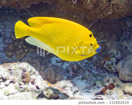 Beautiful angelfish and other fish. Beautiful coral reefs and schools of tropical fish. Kabi Island, Kerama Islands, Shimajiri District, Okinawa Prefecture, Zamami Island 2025 132802610