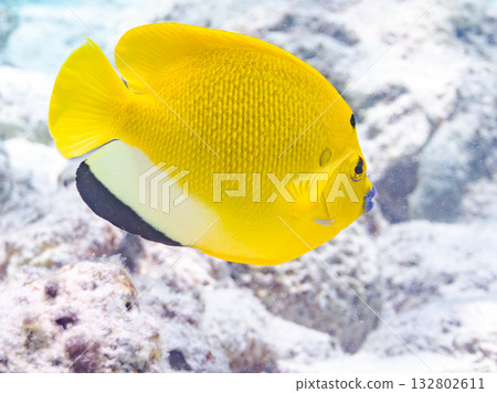Beautiful angelfish and other fish. Beautiful coral reefs and schools of tropical fish. Kabi Island, Kerama Islands, Shimajiri District, Okinawa Prefecture, Zamami Island 2025 132802611