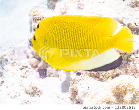 美麗的神仙魚和其他魚類。美麗的珊瑚礁和成群的熱帶魚。沖繩縣島尻郡慶良間群島卡比島，座間味島 2025 132802612