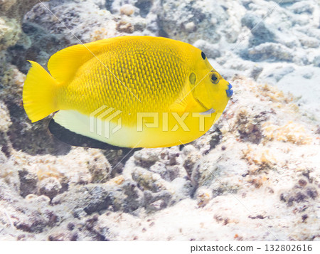 Beautiful angelfish and other fish. Beautiful coral reefs and schools of tropical fish. Kabi Island, Kerama Islands, Shimajiri District, Okinawa Prefecture, Zamami Island 2025 132802616