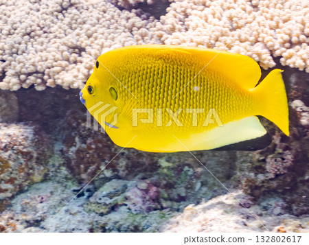 美麗的神仙魚和其他魚類。美麗的珊瑚礁和成群的熱帶魚。沖繩縣島尻郡慶良間群島卡比島，座間味島 2025 132802617