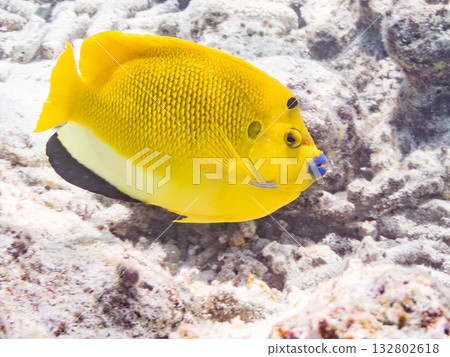 Beautiful angelfish and other fish. Beautiful coral reefs and schools of tropical fish. Kabi Island, Kerama Islands, Shimajiri District, Okinawa Prefecture, Zamami Island 2025 132802618