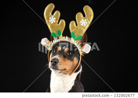 Close-up portrait of funny beautiful dog basenji in Christmas deer costume on dark background 132802677