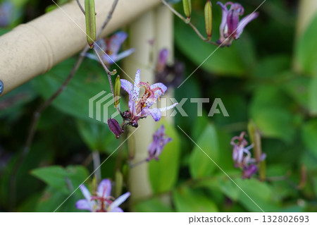 Lesser cuckoo flowers blooming in Ohara Village Lesser cuckoo flowers blooming in Ohara Village 132802693