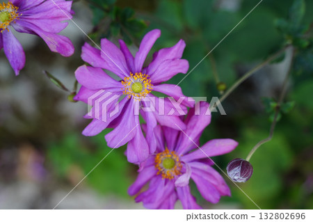 大原村的貴船菊花盛開 132802696
