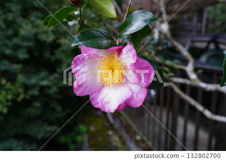 Camellia flowers blooming in Ohara Village Camellia flowers blooming in Ohara Village 132802700