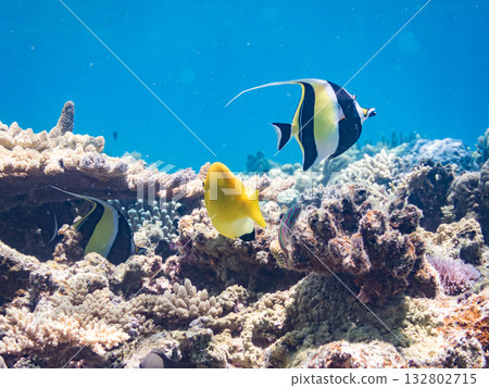 美麗的珊瑚礁和成群的熱帶魚，包括神仙魚和莫爾氏神仙魚。沖繩縣島尻郡慶良間群島座間味島卡比島 132802715