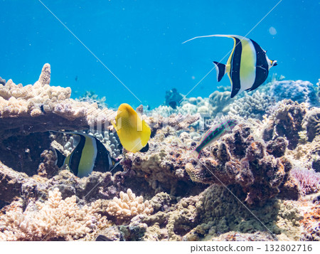 美麗的珊瑚礁和成群的熱帶魚，包括神仙魚和莫爾氏神仙魚。沖繩縣島尻郡慶良間群島座間味島卡比島 132802716