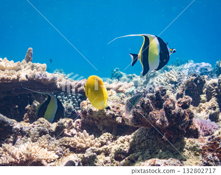 美麗的珊瑚礁和成群的熱帶魚，包括神仙魚和莫爾氏神仙魚。沖繩縣島尻郡慶良間群島座間味島卡比島 132802717