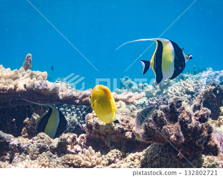 Beautiful coral reefs and schools of tropical fish, including angelfish and moorish idols. Kabi Island, Zamami Island, Kerama Islands, Shimajiri District, Okinawa Prefecture 132802721
