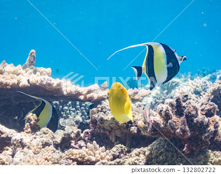 Beautiful coral reefs and schools of tropical fish, including angelfish and moorish idols. Kabi Island, Zamami Island, Kerama Islands, Shimajiri District, Okinawa Prefecture 132802722