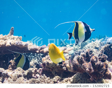 Beautiful coral reefs and schools of tropical fish, including angelfish and moorish idols. Kabi Island, Zamami Island, Kerama Islands, Shimajiri District, Okinawa Prefecture 132802723