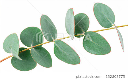 Close up eucalyptus leaf branch texture 132802775