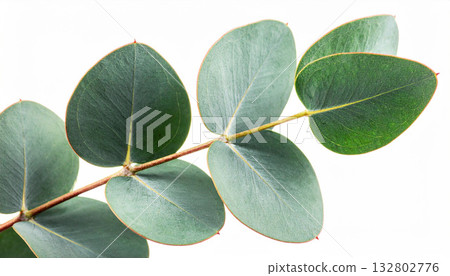 Eucalyptus leaf branch background design 132802776