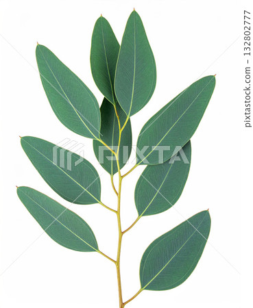 Variegated eucalyptus leaf branch element Variegated eucalyptus leaf branch element 132802777