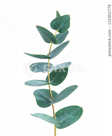 Aesthetic eucalyptus leaf branch element Aesthetic eucalyptus leaf branch element 132802778