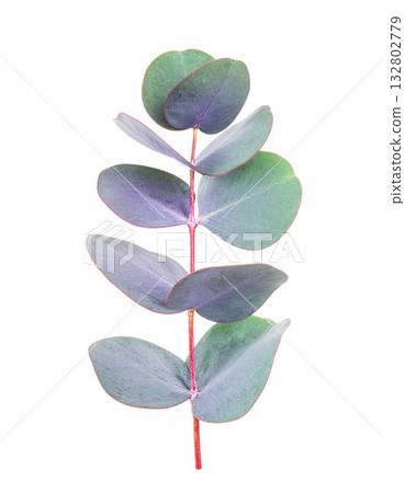 Aesthetic clean eucalyptus leaf branch element Aesthetic clean eucalyptus leaf branch element 132802779
