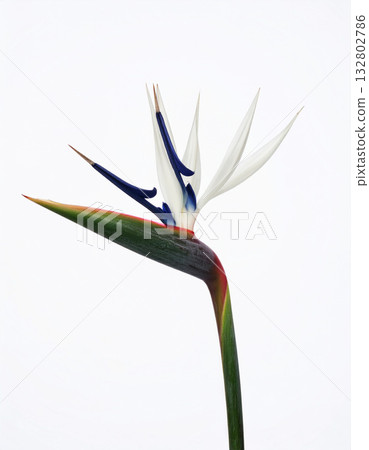 Isolated white bird of paradise flower 132802786