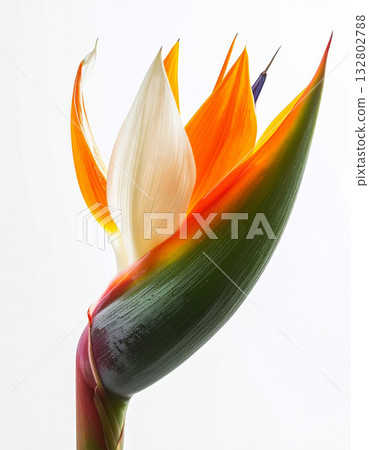 Close up colorful bird of paradise flower 132802788