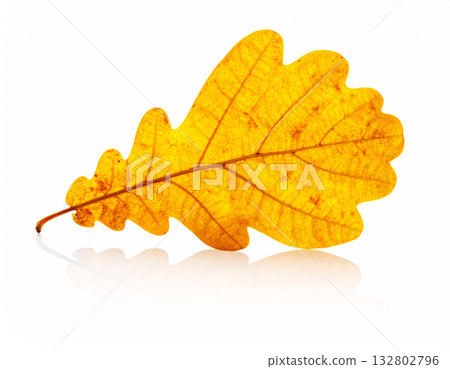 Beautiful clean yellow oak leaf element on white 132802796