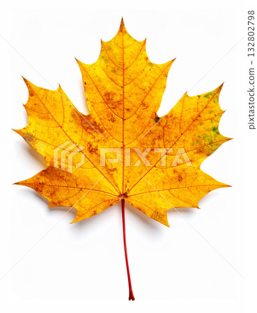 Close up beautiful yellow maple leaf element 132802798