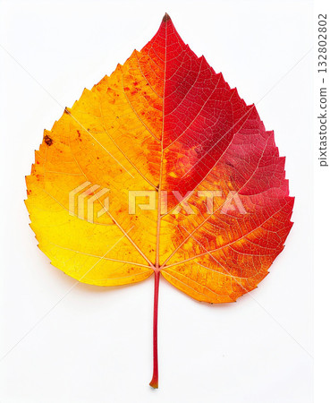 Mature birch leaf element design 132802802