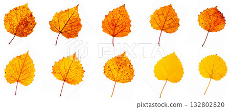 Colorful aspen leaf element set 132802820