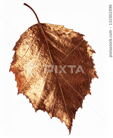 Textured dried birch leaf element Textured dried birch leaf element 132802896