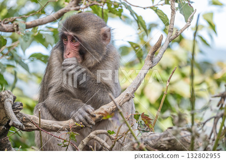 日本獼猴啃樹枝 嵐山猴園岩田山 132802955