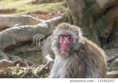 日本獼猴嵐山猴子公園岩田山 日本獼猴嵐山猴子公園岩田山 132802957