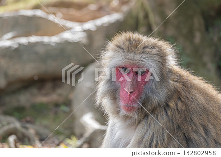 日本獼猴嵐山猴子公園岩田山 日本獼猴嵐山猴子公園岩田山 132802958