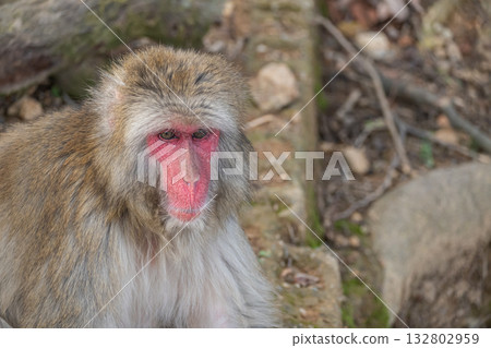 日本獼猴嵐山猴子公園岩田山 日本獼猴嵐山猴子公園岩田山 132802959