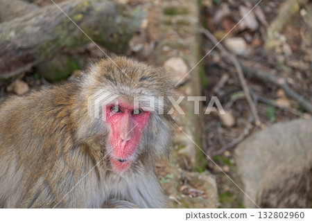 日本獼猴嵐山猴子公園岩田山 日本獼猴嵐山猴子公園岩田山 132802960