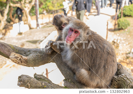 日本獼猴嵐山猴子公園岩田山 132802963