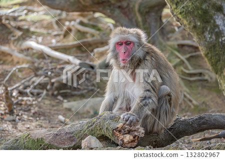 Japanese macaque Arashiyama Monkey Park Iwatayama Japanese macaque Arashiyama Monkey Park Iwatayama 132802967