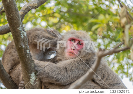 樹上的日本獼猴 嵐山雪猴公園 岩田山 132802971