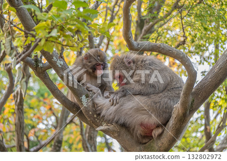 Japanese macaques on trees Arashiyama Monkey Park Iwatayama Japanese macaques on trees Arashiyama Monkey Park Iwatayama 132802972