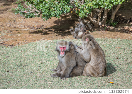 日本獼猴美容 Arashiyama Monkey Park Iwatayama 日本獼猴美容 Arashiyama Monkey Park Iwatayama 132802974