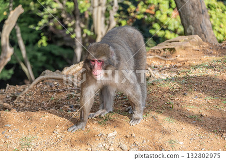Japanese macaque Arashiyama Monkey Park Iwatayama 132802975