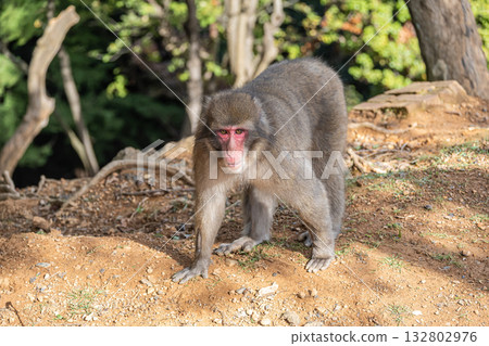 Japanese macaque Arashiyama Monkey Park Iwatayama 132802976